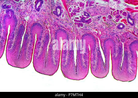 Foto-mikrosensoren, der papillen foliatae auf der Zunge des Hauskaninchen (Oryctolagus cuniculus f. domesticus) Stockfoto