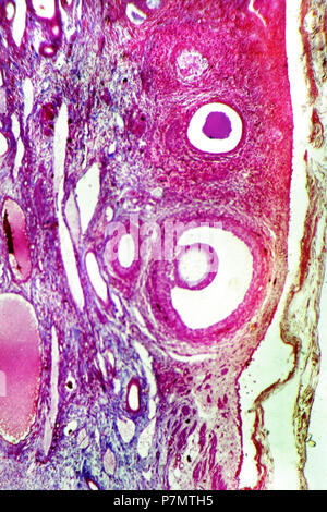 Foto-mikrosensoren, der Querschnitt der Ovarien Hauskatze (Felis silvestris catus) Stockfoto