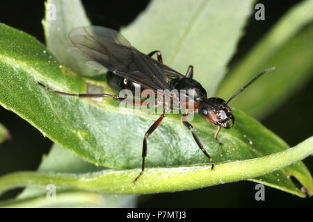 Queen ant der Europäischen Rote Waldameise (Formica polyctena) Stockfoto