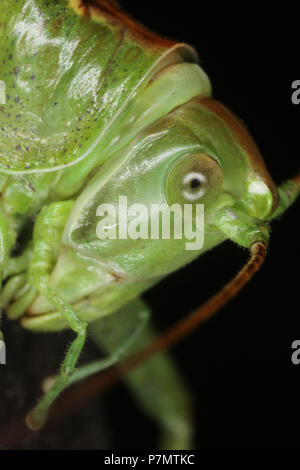 Portrait von großer Green Bush - Kricket (Tettigonia Viridissima) Stockfoto