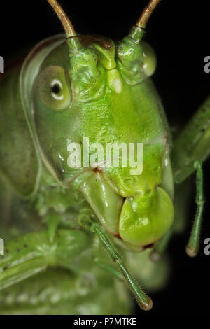 Portrait von großer Green Bush - Kricket (Tettigonia Viridissima) Stockfoto