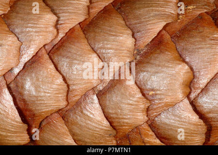In der Nähe von strobile von Fichte (Picea abies) Stockfoto