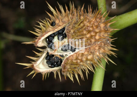 Kapsel mit Samen von Thorn - Apple (Datura stramonium) Stockfoto