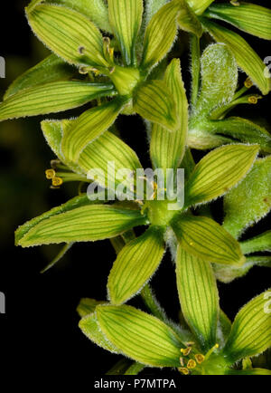 Detail der Blüten der Weißen False Germer (Veratrum album) Stockfoto