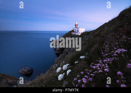 Wild wachsende Blumen mit Baily Leuchtturm im Hintergrund, Howth, County Dublin, Irland Stockfoto