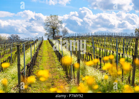 Franciacorta, Lombardei, Provinz Brescia, Italien, Stockfoto