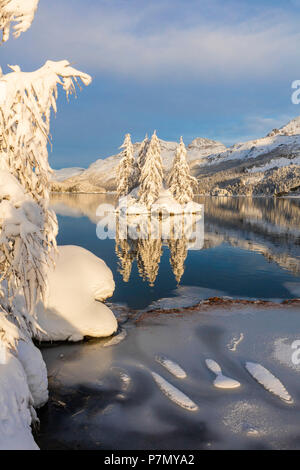Isolierte schneebedeckte Bäume in den Silsersee, PLAUN DA LEJ, Maloja Region, Kanton Graubünden, Engadin, Schweiz Stockfoto