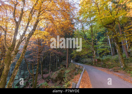 Straße in den Wald von Bagni di Masino im Herbst, Valmasino, Valtellina, Sondrio Provinz, Lombardei, Italien Stockfoto