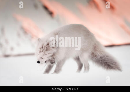 Polarfuchs, Vulpes lagopus, Pyramiden, Spitzbergen, Svalbard. Stockfoto