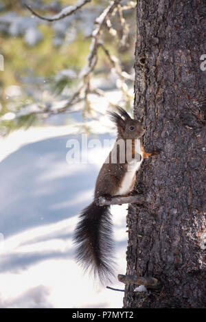 Wilde Eichhörnchen im Wald, Val Roseg, Pontresina, Kanton Graubünden, Schweiz, Europa Stockfoto