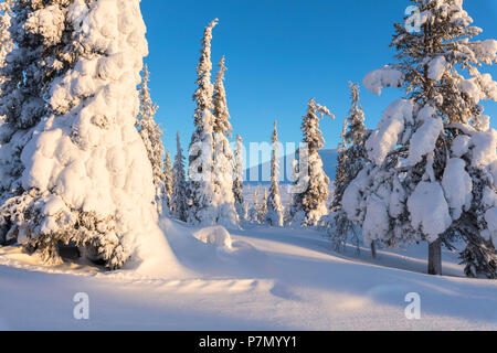 Sonne auf den verschneiten Wald, Pallas-Yllastunturi Nationalpark, Muonio, Lappland, Finnland Stockfoto