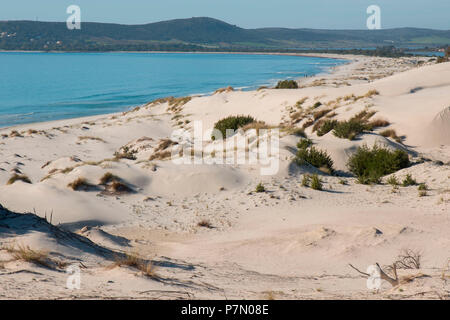 Sanddünen von Is Arenas Biancas, Teulada, Provinz Cagliari, Sardinien, Italien, Europa, Stockfoto