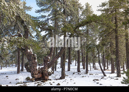 Zypern, Troodos National Park mit Schnee Stockfoto