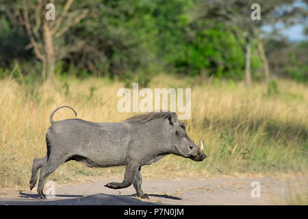 Warzenschwein, Lake-Mburo-Nationalpark, Uganda, Ostafrika Stockfoto