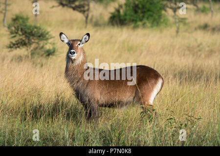 Wasserbock, ugandische Kobus Defassa, Queen Elizabeth National Park, Uganda, Ostafrika Stockfoto