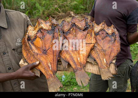 Verkauf von Fisch, geräuchert Tilapia, (Ngege), Straße, Street Hersteller, Anbieter, Uganda Stockfoto