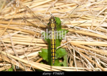 Schwarz-Skimmer in der Frühlingssonne auf der alten Reed stammt. Stockfoto