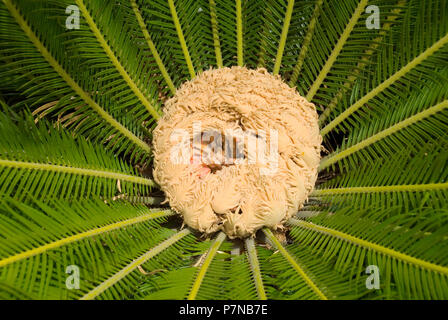 Steckkegel von CYCAS REVOLUTA (CYCAD) Stockfoto