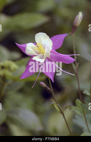 Columbine Blume oder Omas Motorhaube (Aquilegia) Stockfoto