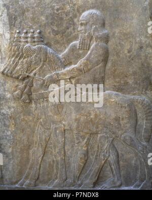 Knecht, die Pflege der Pferde. 8. Jahrhundert v. Chr.. Erleichterung. Palast von Sargon II. von Assyrien. Khorsabad, Irak. Louvre Museum. Paris, Frankreich. Stockfoto