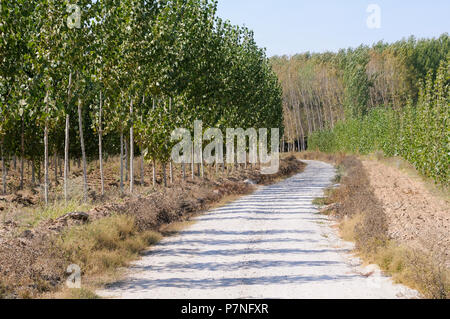 Straße zwischen Pappel in Fuente Vaqueros, Andalusien, Granada, Spanien Stockfoto