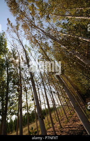 Poplar Forest in Fuente Vaqueros, Granada, Andalusien, Spanien Stockfoto