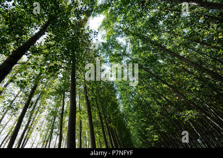 Poplar Forest in Fuente Vaqueros, Granada, Andalusien, Spanien Stockfoto