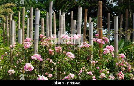 Bambus und Rosen. Hortus botanischen Garten Leiden in Holland. Stockfoto