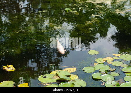 Koy Karpfen schwimmen in einem Teich. Stockfoto