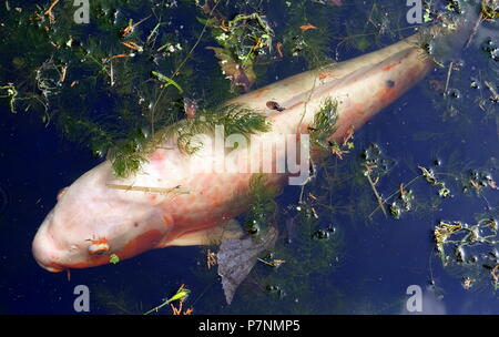 Koy Karpfen schwimmen in einem Teich. Stockfoto