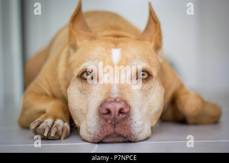 Red Nose American Pit Bull Terrier Hund zur Festlegung der Blick in die Kamera Stockfoto