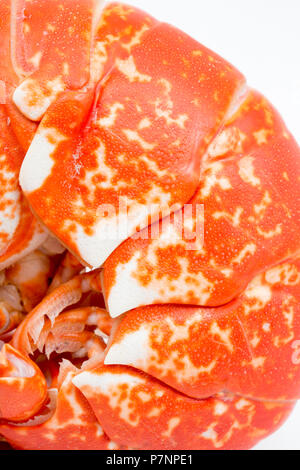 Ein gekochtes, gekochte Hummer Homarus gammarus, vom Englischen Kanal, die in einem Topf gefangen wurde. Foto zeigt Details von Farben und Rüstung pl Stockfoto