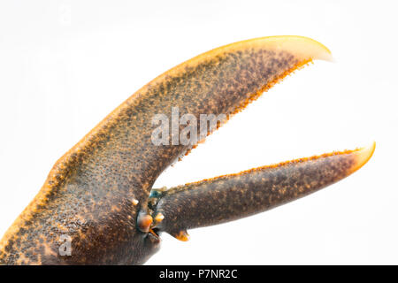 Ein roher Hummer Homarus gammarus, vom Englischen Kanal, die in einem Topf gefangen wurde. Bild zeigt die linke Hand das Schneiden der Krallen. Die richtigen ha Stockfoto