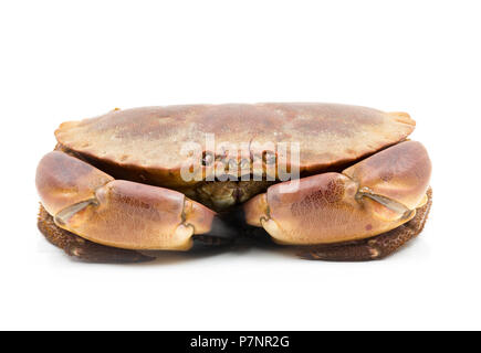 Ein gekocht, gekocht essbar oder braun Krabbe, Krebs pagurus, im Englischen Kanal in einem Topf gefangen. Dorset England UK GB Stockfoto