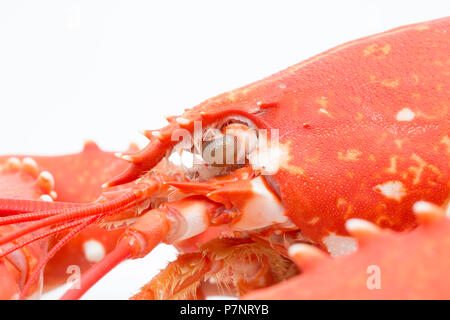 Ein gekochtes, gekochte Hummer Homarus gammarus, vom Englischen Kanal, die in einem Topf gefangen wurde. Bild zeigt Seite Profil der Kopfende Dorset En Stockfoto