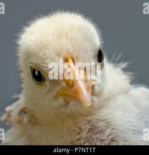 Kopf Küken nah oben Blick Blick auf Kamera Stockfoto