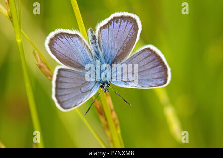 Gemeinsame blauer Schmetterling (Polyommatus icarus), Hessen, Deutschland Stockfoto