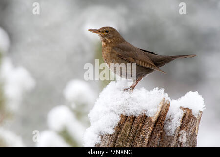 Amsel (Turdus merula), Weibliche sitzen im Winter auf einem Baumstumpf mit Schnee, Tirol, Österreich Stockfoto