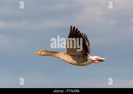 Graugans (Anser anser) auf der Flucht vor dem Himmel, Vorarlberg, Österreich Stockfoto