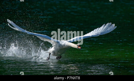 Höckerschwan (Cygnus olor), male Ab dem Wasser, Reintaler Siehe, Tirol, Österreich Stockfoto