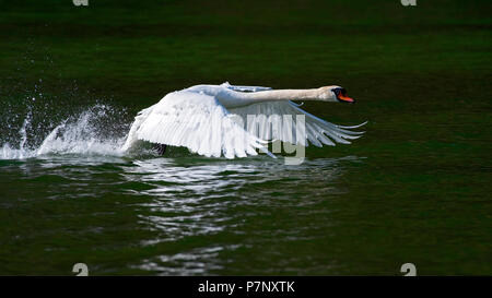 Höckerschwan (Cygnus olor), male Ab dem Wasser, Reintaler Siehe, Tirol, Österreich Stockfoto