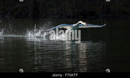 Höckerschwan (Cygnus olor), male Ab dem Wasser, Reintaler Siehe, Tirol, Österreich Stockfoto