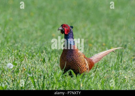 Fasan (Phasianus colchicus), männlich stehend in einer grünen Wiese, Burgenland, Österreich Stockfoto