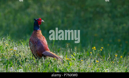 Fasan (Phasianus colchicus), männlich stehend in einer grünen Wiese, Burgenland, Österreich Stockfoto