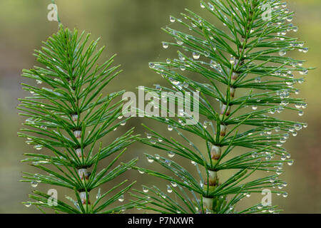 Große Ackerschachtelhalm (Equisetum telmateia) mit Tautropfen, Burgenland, Österreich Stockfoto