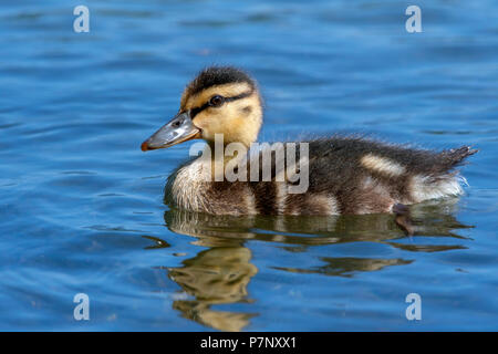 Stockente (Anas platyrhynchos), Küken, das auf dem Wasser schwimmt, Bodensee, Vorarlberg, Österreich Stockfoto