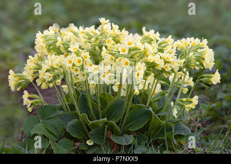 Wahre oxlip (Primula elatiorbegonie Erdbeere), mehrere Pflanzen dicht zusammen, Tirol, Österreich Stockfoto