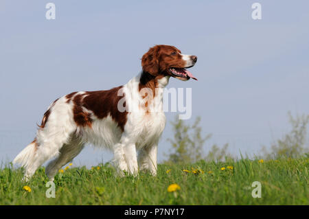 Irische Rot-weiße Setter, männlich stehend in der Wiese Stockfoto