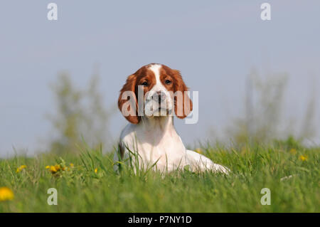 Irische Rot-weiße Setter Welpen im Gras liegend Stockfoto