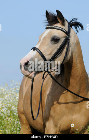 Welsh Pony, Palomino, Stute, Tier portrait Stockfoto